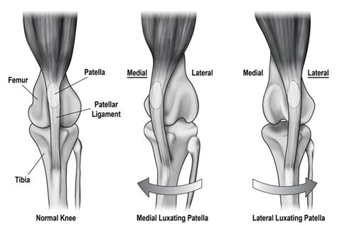 Luxating Patella in Dogs - Canna-Pet®