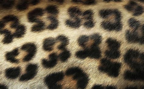 Leopard Print, Leopard Skin, HD wallpaper | Peakpx