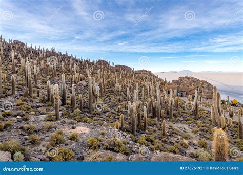 Cactus Island in the Salar De Uyuni in the Bolivian Altiplano Stock ...