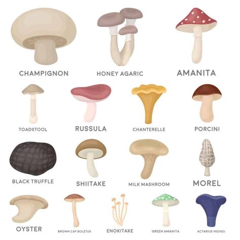 43 Different Types of Mushrooms | Stuffed mushrooms, Edible mushrooms, Mushroom varieties