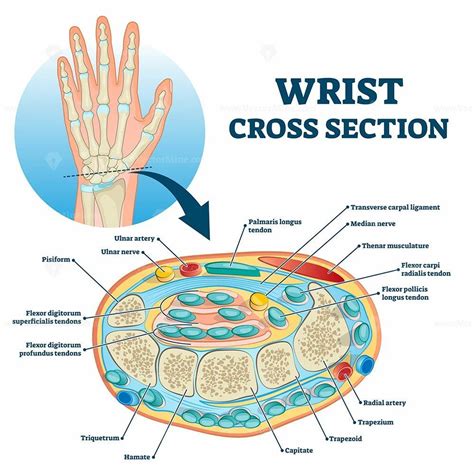 Wrist cross section educational anatomy structure scheme vector illustration | Shoulder muscle ...