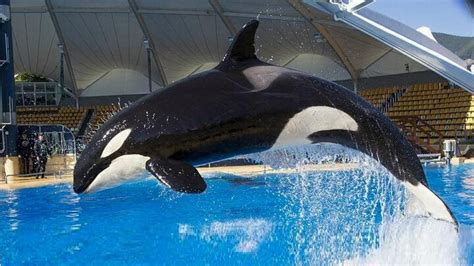 Investigan la súbita muerte de Skyla, la orca más joven de Loro Parque