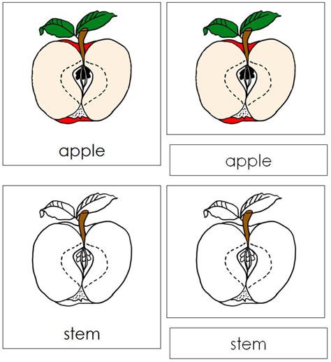 Parts of an Apple Nomenclature 3-part Cards Montessori - Etsy