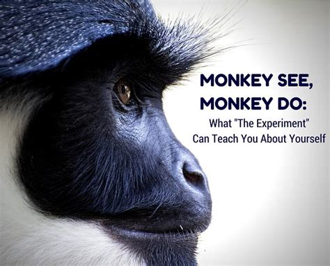 This Social Experiment With 5 Monkeys Explains How Human Society Works