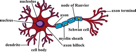 Come Up With Neuron Drawing - DIARY DRAWING IMAGES