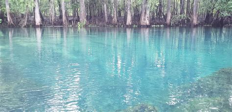 Manatee springs state park in Florida. No editing needed. [2,960×1,440 ...