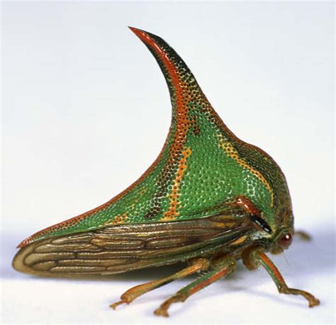 Treehopper | Insect Wiki | Fandom powered by Wikia