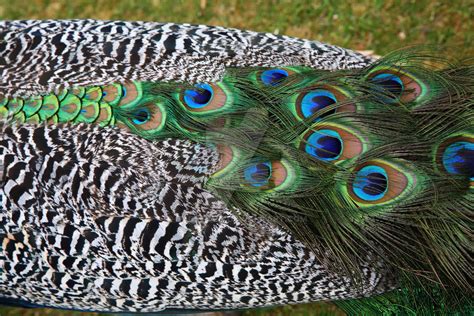 Peacock Feather texture by Dadstock on DeviantArt