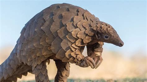 Pangolin - IAS EXAM