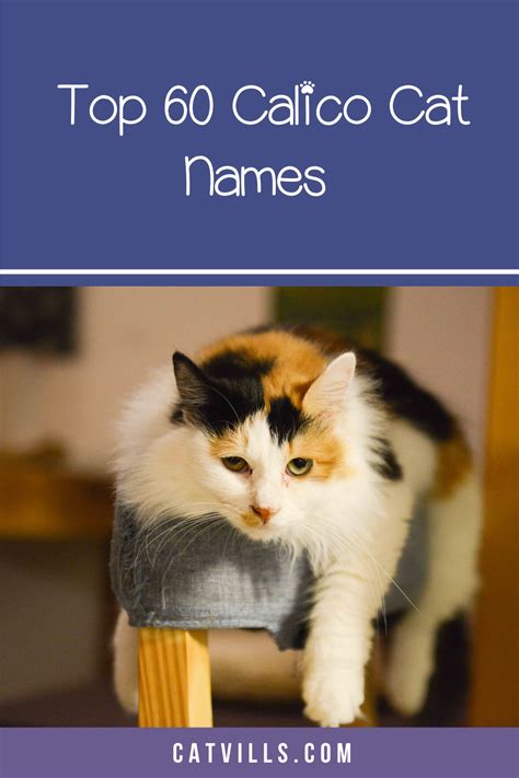 200+ Clever Calico Cat Names You'll Adore | Calico cat names, Girl cat ...