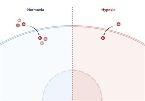 Normoxia vs Hypoxia (Layout) | BioRender Science Templates