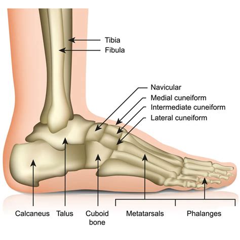 Calcaneus Bone