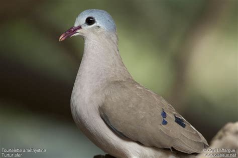 Blue-spotted Wood Dove - Turtur afer adult - cyla119777