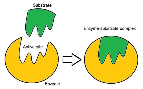 Biology Class 9th Notes Chapter 6 Enzymes Mardan board 5 | Active site, Biology class, Enzymes