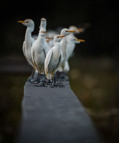 Celery Fields - Birds, Birds, Birds - Sarasota, Florida – The ...