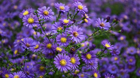 Asters Purple Yellow Flowers Ornamental Plants From Family Asteraceae Desktop Wallpapers For ...