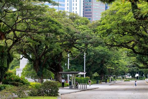 Iconic Trees in Singapore’s Civic District