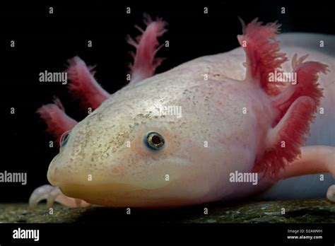 White axolotl (Ambystoma mexicanum) neotenic aquatic salamander leucistic individual captive ...