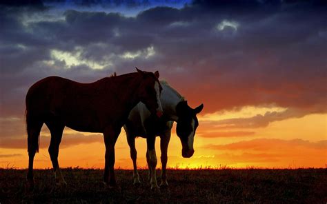 Wild Horse Wallpapers (61+ images)