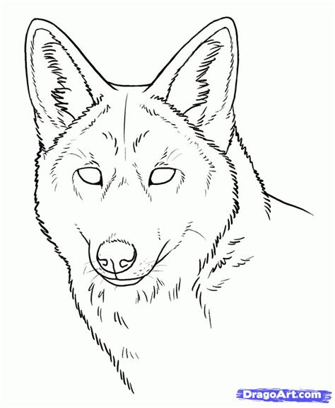 How To Draw A Coyote Howling Step By Step at Drawing Tutorials