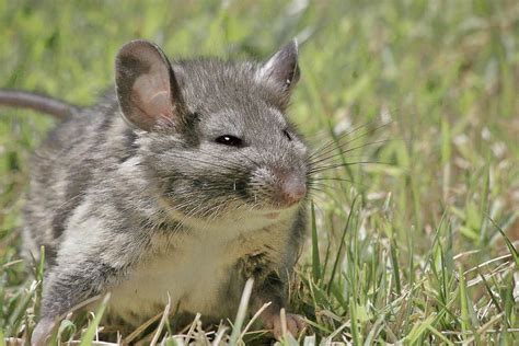 Norwegian Rat | Cute small animals, Pet rats, Norway rat