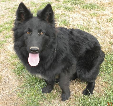 German Shepherds at SDI Kennels: Long Haired Black beauty