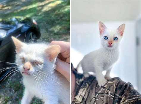 30 Before And After Photos Show How Cats Have Changed Since Being Adopted