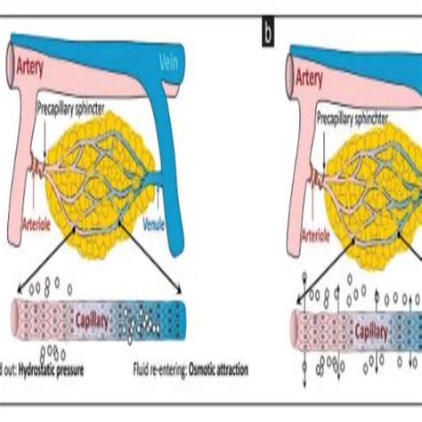 (a) Starling Law. (b) Revised Starling Law (7) | Download Scientific Diagram