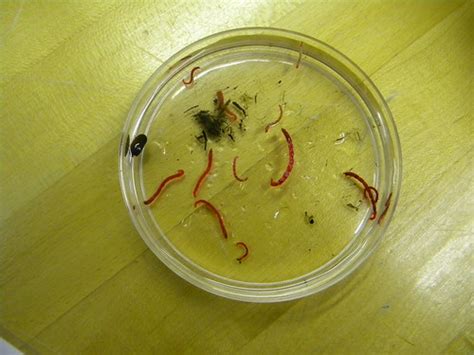 Midge larva (bloodworms!) | West Highlands Elementary School… | Flickr