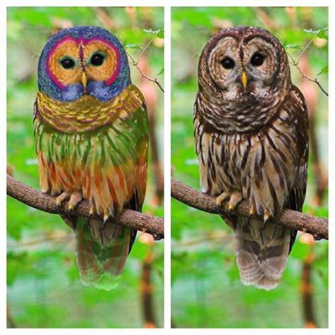 The rainbow owl is a lie! There is no such thing. Someone just did a photoshop to deceive the ...