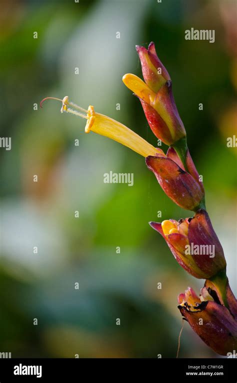 Sanchezia Speciosa Acanthaceae - Yellow Trumpet Flower Stock Photo - Alamy