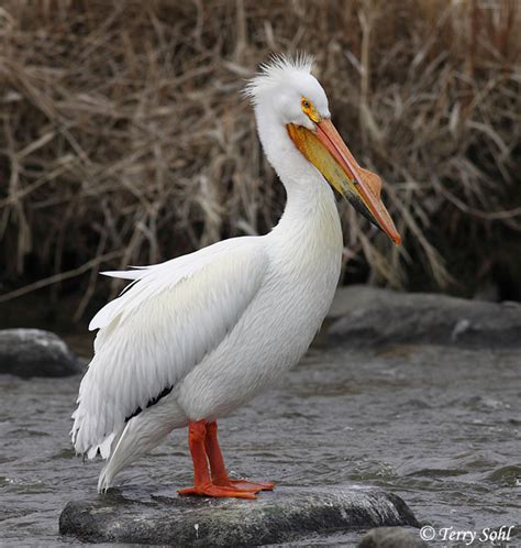 American White Pelican - South Dakota Birds