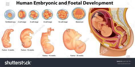 Diagram Showing Human Embryonic Foetal Development Stock Vector (Royalty Free) 604738178 ...