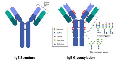 Immunoglobulin E (IgE)- Definition, Structure and Functions