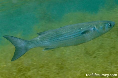 Mugil cephalus - Sea Mullet | ReefLifeSurvey.com