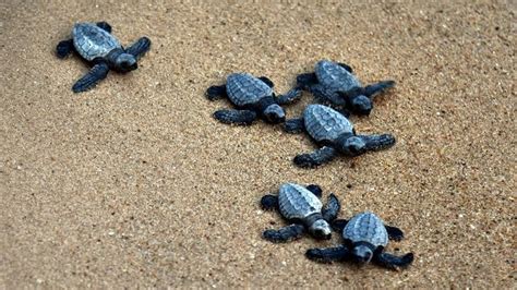 DRDO halts missile tests to protect Olive Ridley turtles in Odisha - Seafood Of India