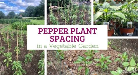 Pepper Plant Spacing: How Far Apart to Plant Peppers in the Garden