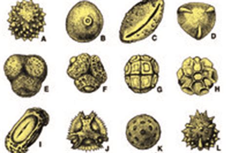 Pollen Types - Instruments Direct