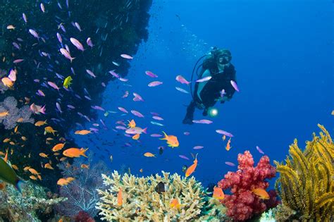 Scuba Diving in Boracay - A Guide to Boracay Diving – Go Guides