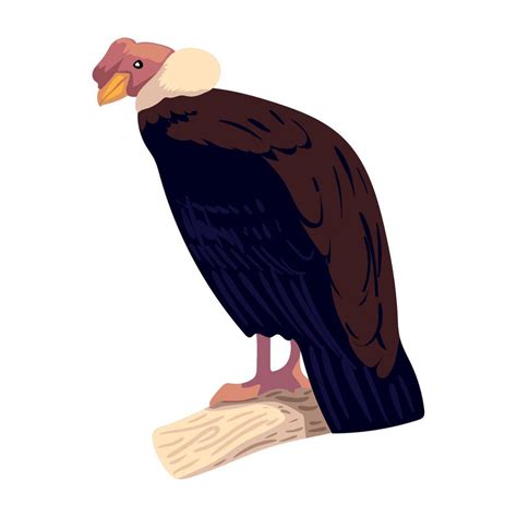 andean condor bird 16756715 Vector Art at Vecteezy