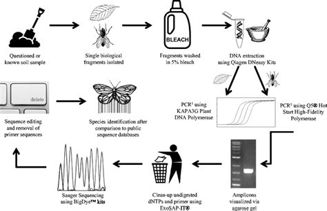 DNA barcoding protocol developed for processing biological materials... | Download Scientific ...