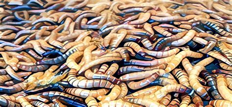 The diet of worms | The University of Chicago Magazine