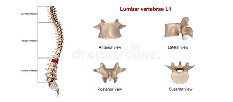 Foramen Transversarium Stock Illustrations – 30 Foramen Transversarium ...