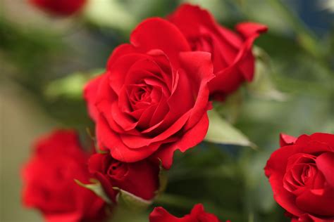 Why Red Roses Are Associated with Romance and Love