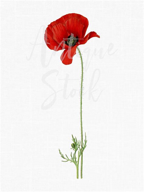 Red Flower Clipart poppy Flower Vintage Botanical Illustration Digital ...