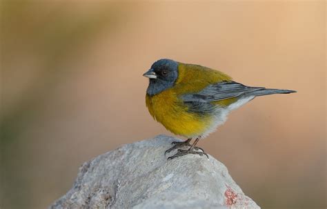 Arthur Morris/BIRDS AS ART | Animal planet, Arthur morris, Colorful birds