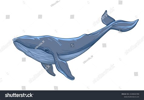 Blue Whale Sketch: Over 5,012 Royalty-Free Licensable Stock Vectors & Vector Art | Shutterstock