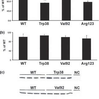 Human AHCY intron 6 reporter gene and EMS assays. (a) Effect of human ...