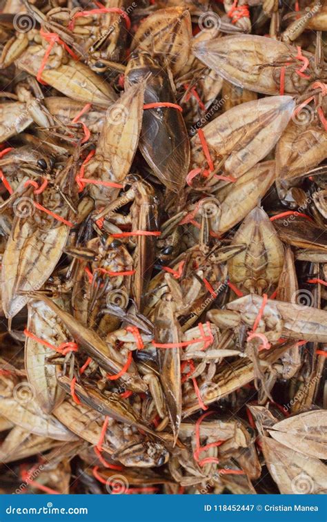 Thailand Fried Insects Placed on the Market -2 Stock Image - Image of culture, climate: 118452447