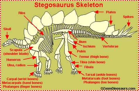 Stegosaurus - Dinosaur Info - Enchanted Learning